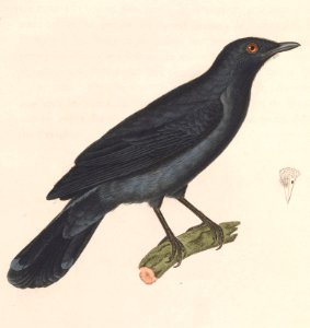 Coracina fimbriata male 1838