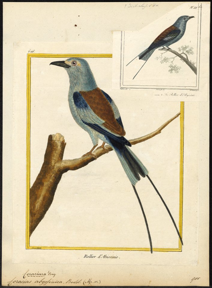 Coracias abyssinica - 1700-1880 - Print - Iconographia Zoologica - Special Collections University of Amsterdam - UBA01 IZ16700233