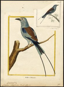 Coracias abyssinica - 1700-1880 - Print - Iconographia Zoologica - Special Collections University of Amsterdam - UBA01 IZ16700233