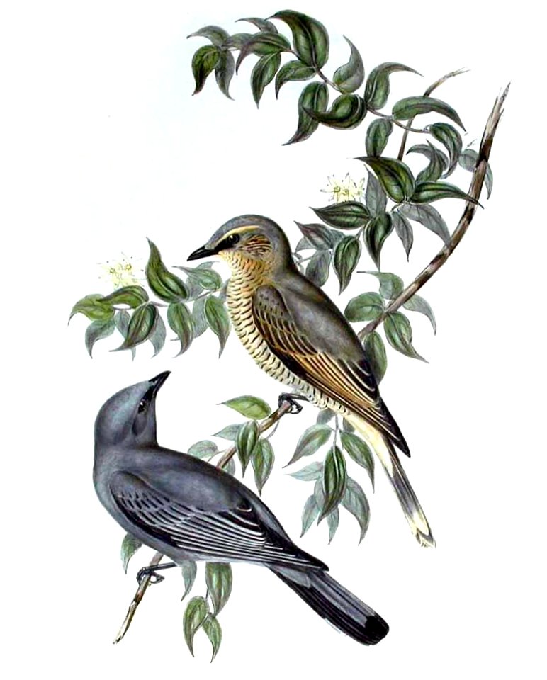 Coracina tenuirostris by John Gould
