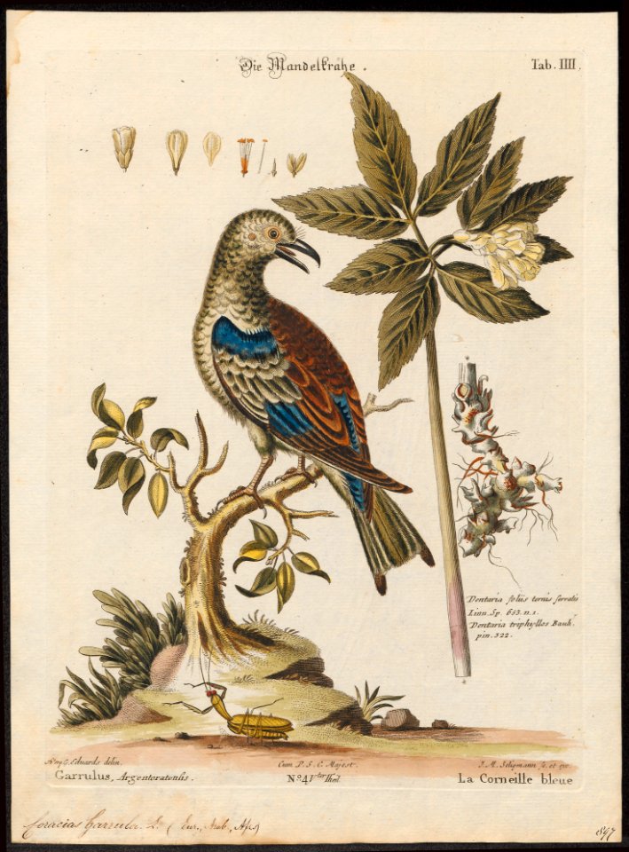 Coracias garrula - 1700-1880 - Print - Iconographia Zoologica - Special Collections University of Amsterdam - UBA01 IZ16700219