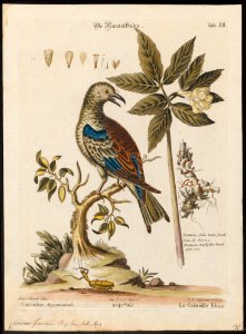 Coracias garrula - 1700-1880 - Print - Iconographia Zoologica - Special Collections University of Amsterdam - UBA01 IZ16700219