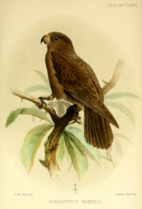 CoracopsisBarklyiWolf
