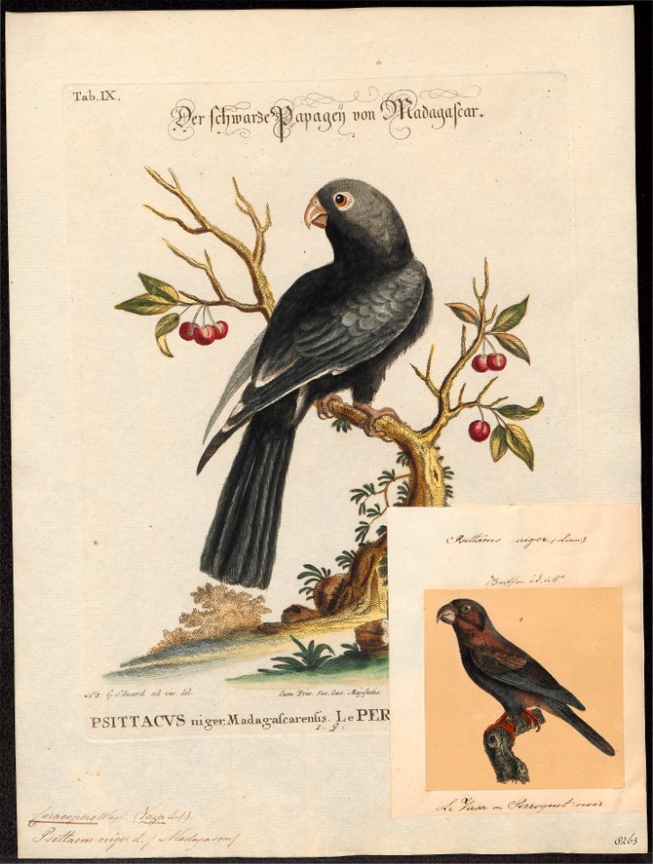 Coracopsis niger - 1700-1880 - Print - Iconographia Zoologica - Special Collections University of Amsterdam - UBA01 IZ18600059