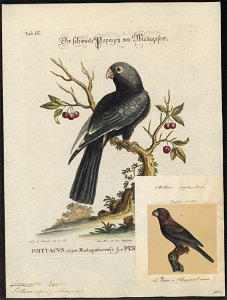 Coracopsis niger - 1700-1880 - Print - Iconographia Zoologica - Special Collections University of Amsterdam - UBA01 IZ18600059