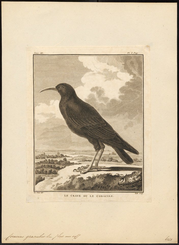 Coracias graculus - 1700-1880 - Print - Iconographia Zoologica - Special Collections University of Amsterdam - UBA01 IZ15700101