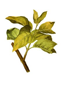 Cordia olitoria Blanco clean