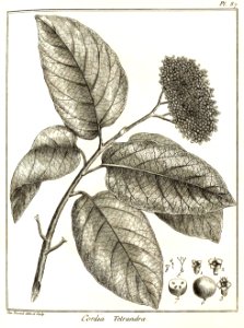 Cordia tetrandra Aublet 1775 pl 87