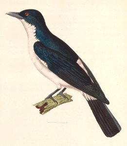 Coracina bicolor 1838
