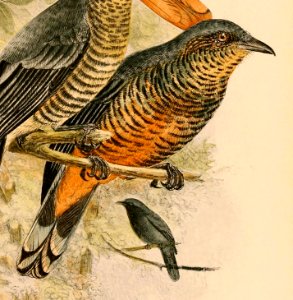 Coracina morio morio 1898