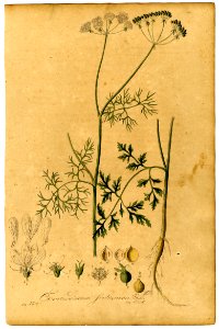 Coriandrum sativum Mann