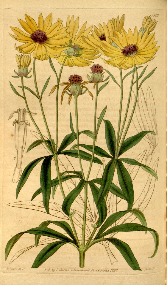 Coreopsis tripteris - 001x