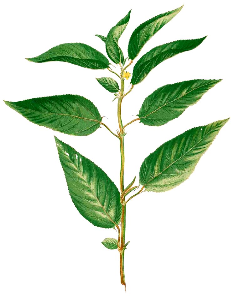 Corchorus acutangulus Blanco1.141-cropped