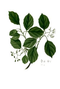 Cordia sp Blanco clean