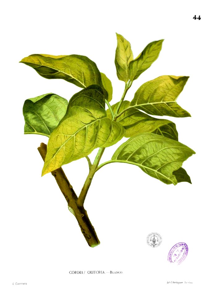 Cordia olitoria Blanco1.44