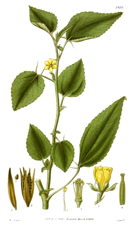 Corchorus olitorius-original
