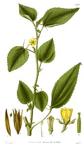 Corchorus olitorius-original
