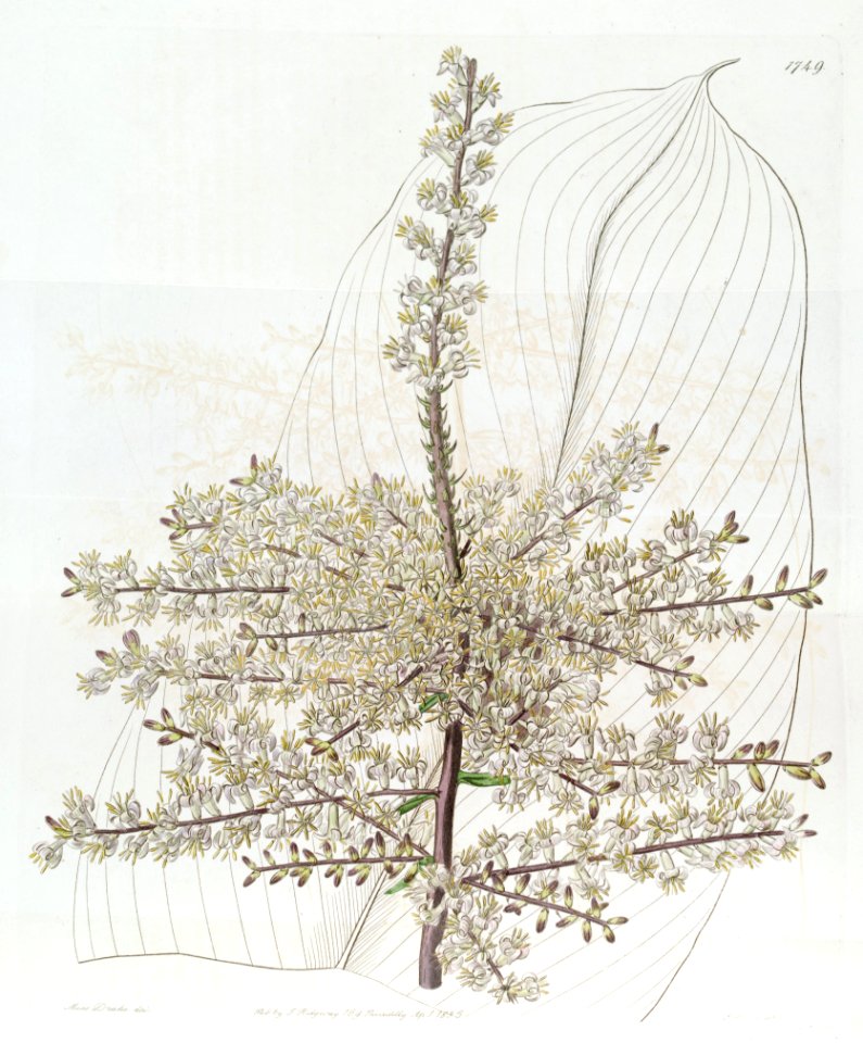 Cordyline fruticosa (Dracaena terminalis) Edwards's Bot. Reg. 21.1749 .1835