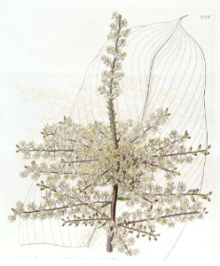 Cordyline fruticosa (Dracaena terminalis) Edwards's Bot. Reg. 21.1749 .1835
