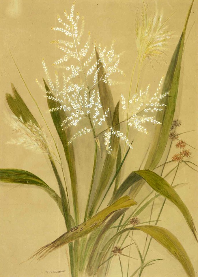 Cordyline Banksii. (1880s or 1890s) by Emily Cumming Harris