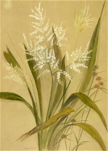 Cordyline Banksii. (1880s or 1890s) by Emily Cumming Harris
