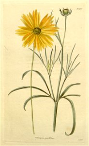 Coreopsis grandiflora - 001x