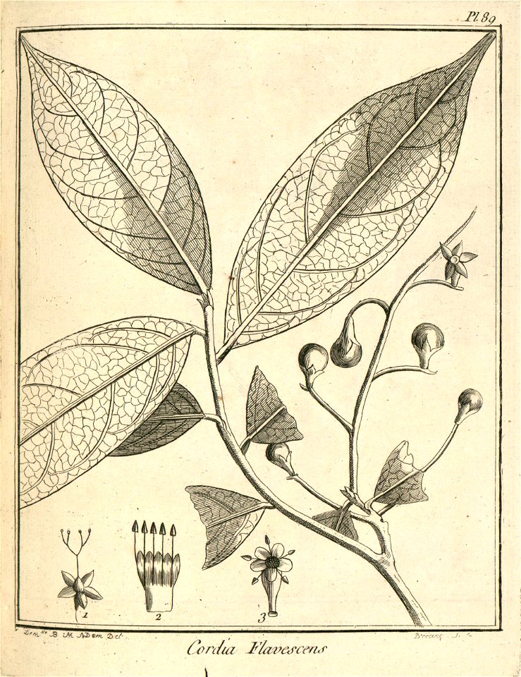 Cordia flavescens Aublet 1775 pl 89
