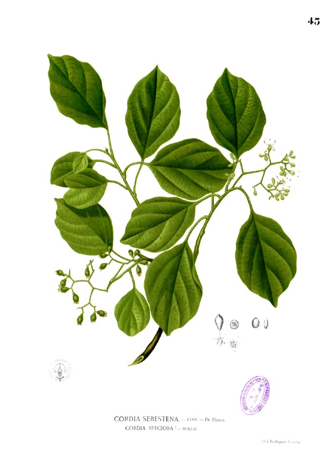 Cordia sp Blanco1.43
