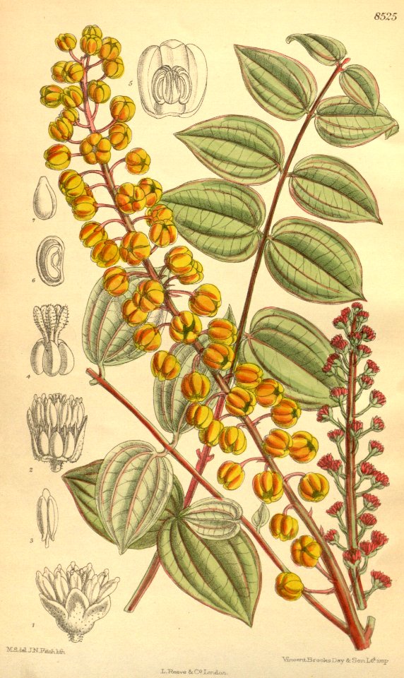 Coriaria terminalis 139-8525