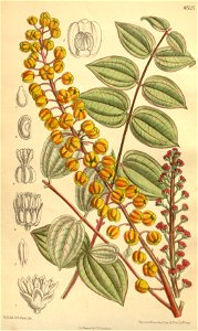 Coriaria terminalis 139-8525