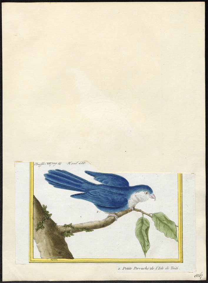Coriphilus taitianus - 1700-1880 - Print - Iconographia Zoologica - Special Collections University of Amsterdam - UBA01 IZ18500270