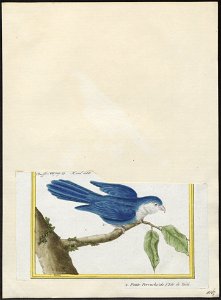 Coriphilus taitianus - 1700-1880 - Print - Iconographia Zoologica - Special Collections University of Amsterdam - UBA01 IZ18500270