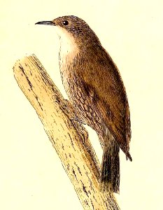 Cormobates leucophaea 1832