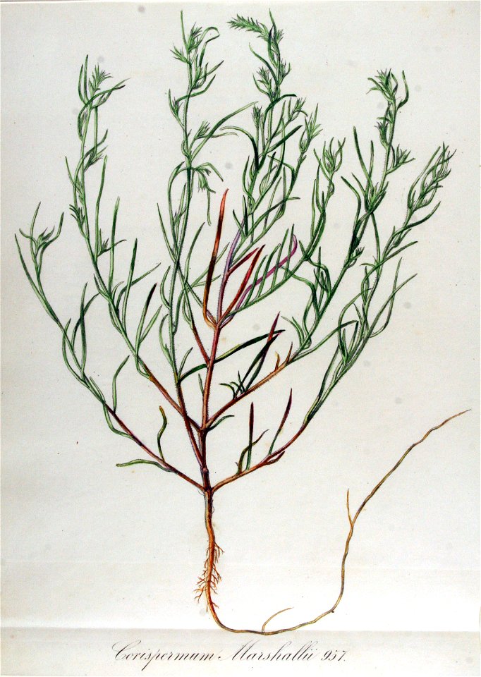Corispermum marschallii — Flora Batava — Volume v12
