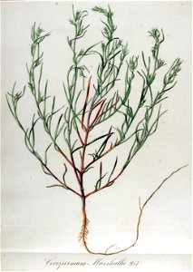 Corispermum marschallii — Flora Batava — Volume v12. Free illustration for personal and commercial use.