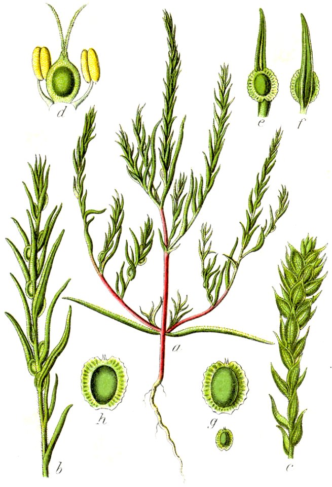 Corispermum marschallii Sturm32, Johann Georg Sturm, 1796
