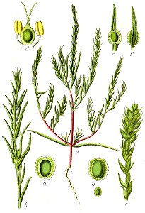 Corispermum marschallii Sturm32, Johann Georg Sturm, 1796