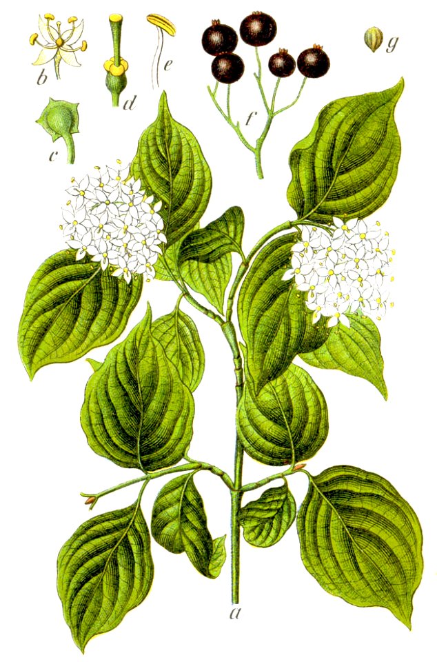 Cornus sanguinea Sturm39