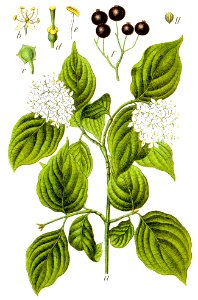 Cornus sanguinea Sturm39