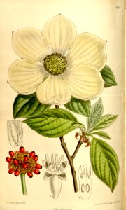 Cornus nuttallii 136-8311