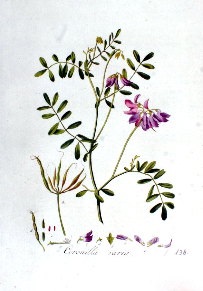 Coronilla varia — Flora Batava — Volume v2