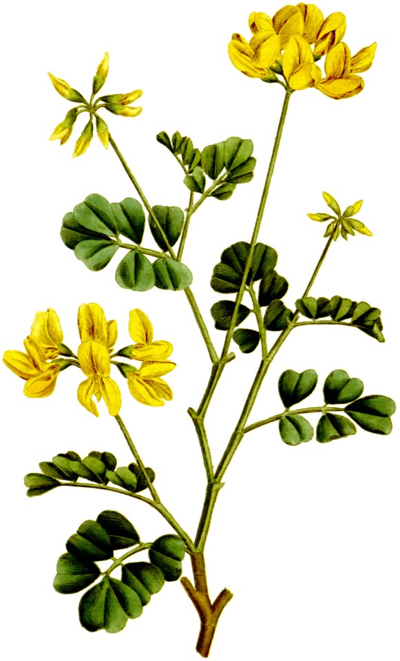 Coronilla glauca-1797