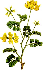 Coronilla glauca-1797