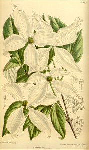 Cornus kousa 146-8833