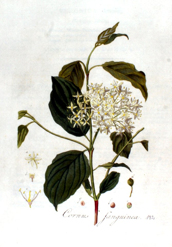 Cornus sanguinea — Flora Batava — Volume v2