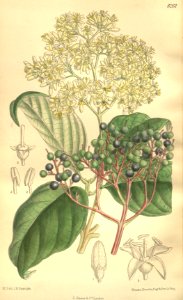 Cornus macrophylla 135-8261