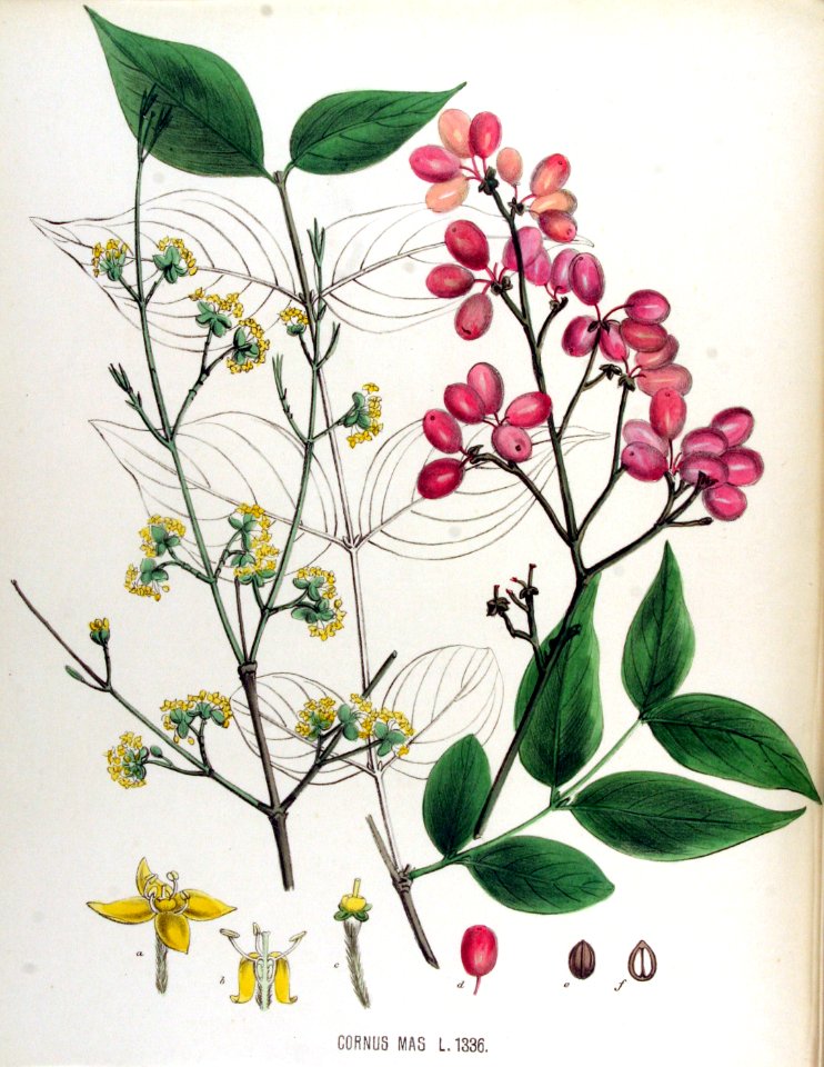 Cornus mas — Flora Batava — Volume v17