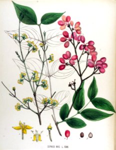 Cornus mas — Flora Batava — Volume v17