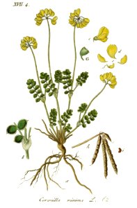 Coronilla minima - Deutschlands flora in abbildungen nach der natur - vol. 12 - t. 62. Free illustration for personal and commercial use.