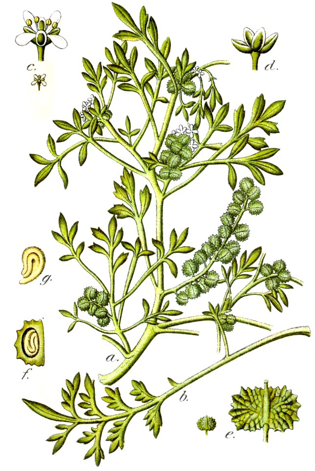 Coronopus ruellii Sturm29